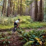 Two cyclists on a forest trail