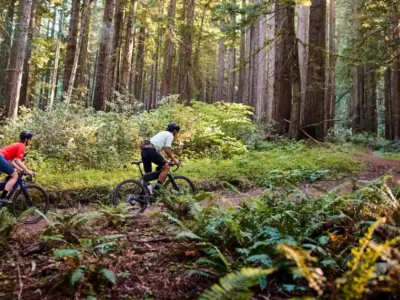 Two cyclists on a forest trail