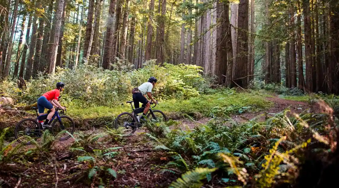 Two cyclists on a forest trail